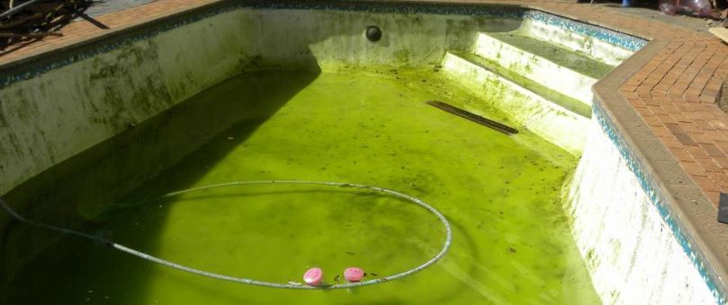 get rid of algae in a swimming pool