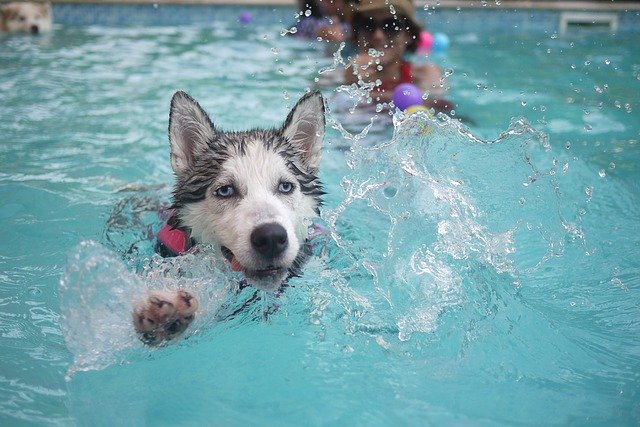 should dogs be allowed in swimming pools