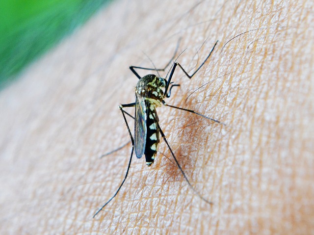 Keep Mosquitoes Out Of Your Pool