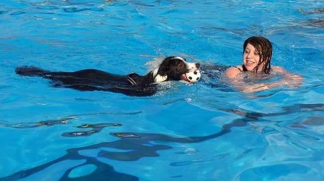 teach your dog to swim in a pool