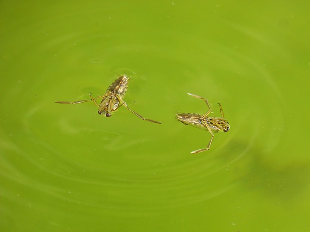 get rid of water bugs in the pool