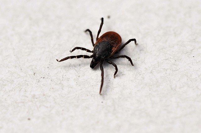 How to Get Rid of Ticks in the Yard
